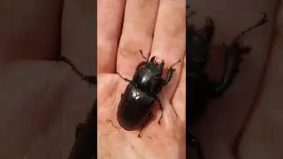 Самка жука - оленя после душа.