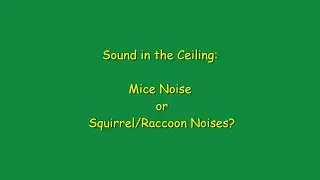 Sounds In The Ceiling:  Differentiate Between Mice, Squirrels, & Raccoons