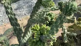 Different types of cactus