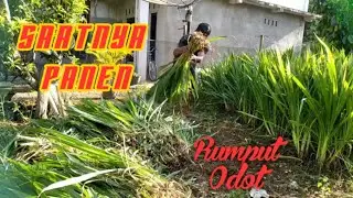 HOW TO HARVEST ODOT GRASS