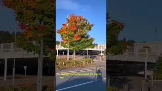 Admiring Autumn Colours in 4K