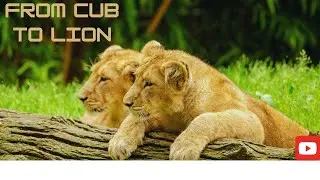 The Life Journey Of A Lion From Cub To King