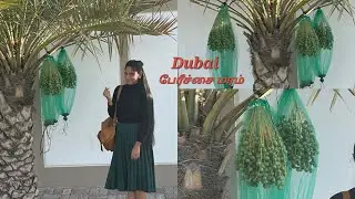 துபாய் பேரீச்சம்பழ மரம்/ Dubai dates update / தமிழ் / #tamil