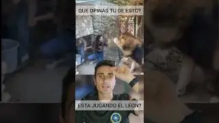 Esta jugando el león?. 