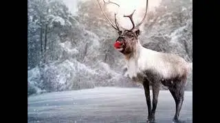 Rudolph the Red-Nosed Reindeer-accordion cover