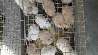 Mga alaga kong 'di marunong magsocial distancing