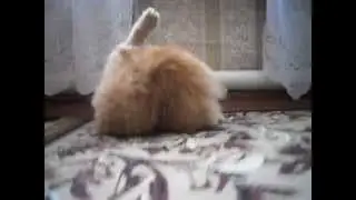 Кошка.Течка,хочет...