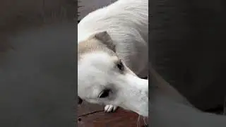 Красавцы завтракать изволят 😋