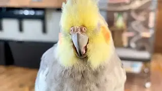 How to properly crunch your beak 🥱 ❤️ 