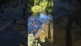 Осень в Подмосковье. Сентябрь 2024