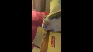 Rats vs breadsticks