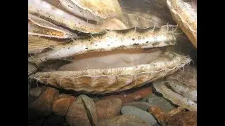 Морская полянка