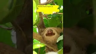 Sloth Can Holds Breath Longer Than A Dolphins 🤯 #animals #love #nature