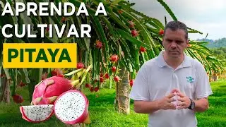 Como Produzir Pitaya - Dr Fábio Faleiro Embrapa