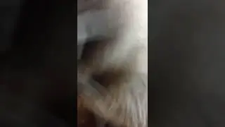 еноты Хрюндель и Масяня едят тыкву