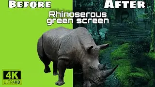 Rhino greenscreen 4k hd chroma