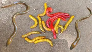 Wow! Looking for millipedes, luwing, snails, ornamental fish, catfish, eels, turtles, betok fish