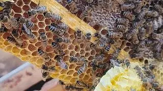 Бджола полетіла на соняшник біля 7 км. 1 кг вдень 🍯