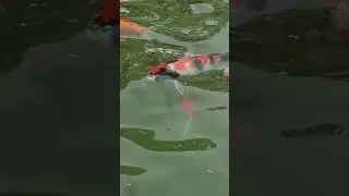 koi