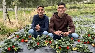 GROWING STRAWBERRIES AT HOME IS VERY EASY AND FAST 🍓🍓 LEARN HOW IT'S DONE 👌🍓🍓