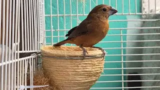 ESQUENTE seu AZULÃO com essa FÊMEA chamando muito essa faz seu AZULÃO cantar !!