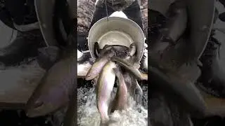 Чёрные камни!!!