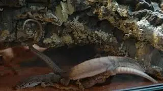 Pygmy Mulga monitors fight