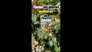 Toutes les plantes mellifères de janvier au jardin