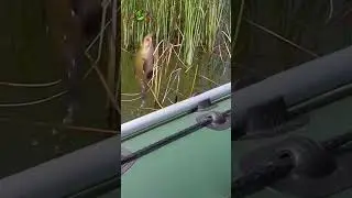 РЫБАЛКА на ПОПЛАВОК.ЛИНЬ🐡💦
