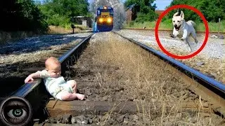 9 Animals That Saved Human Lives