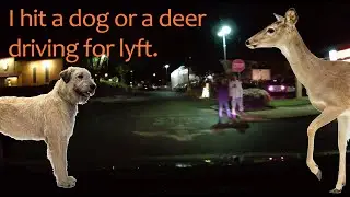 I hit a dog (or a deer) while giving a Lyft ride.