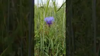 Василёк 💙