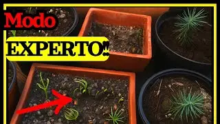Achieve your pine nuts germinate (Pinus pinea)