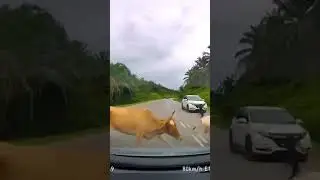 Cows Told These Drivers to Mooo've #Cows #Driver #CarCrash