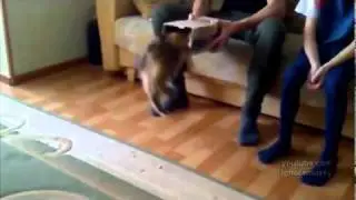 self packing cat (самоупаковывающийся кот)