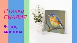 Птичка сиалия. Этюд маслом. Подмалевок. #birdpainting #картина #птицы #originalpainting