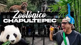 El ÚLTIMO PANDA 🐼 del Zoologico de CHAPULTEPEC