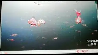 кусочек видео 9 ки ахд с записью от пользователя