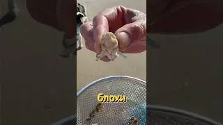😲These cockroaches on the beach in the sand 