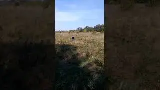 Охота на фазана в Подмосковье. Охота в сопровождении егеря.