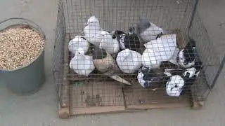 Ярмарка голубей г.Славянск-на-Кубани 18.02.2024г. 2часть