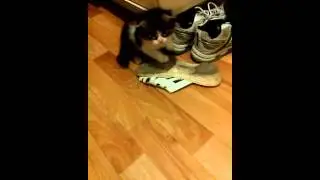 котенк зовут мими