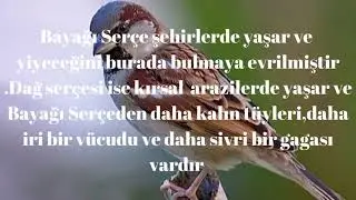 SERÇELER (SERÇELER HAKKINDA İLGİNÇ BİLGİLER) | HAYVAN PROFESÖRÜ|3 İLGİNÇ BİLGİ