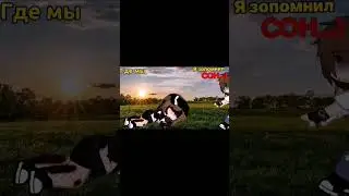 #мем