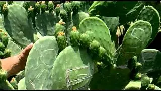 Турецкие кактусы