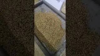 солод своими руками зимой