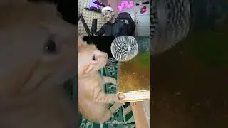 Mom be like: look, even cats can pray🗿