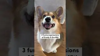 3 Funny Expressions of my Corgis 