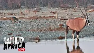 Watch African Wildlife  - Wild Africa LIVE