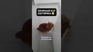 Типичный кот эзотерика / #Shorts